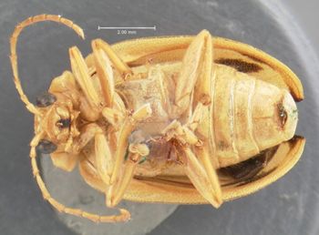 Media type: image; Entomology 19417   Aspect: habitus ventral view